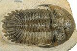Detailed Hollardops Trilobite Fossil - Ofaten, Morocco #351267-1